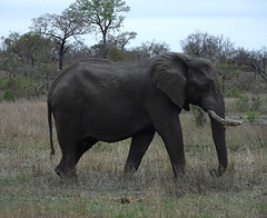 Eléphant d'Afrique