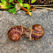 Mating snails, Hermanus cliff path