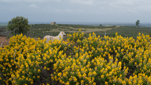 Genista hirsuta, Penedos, Alentejo