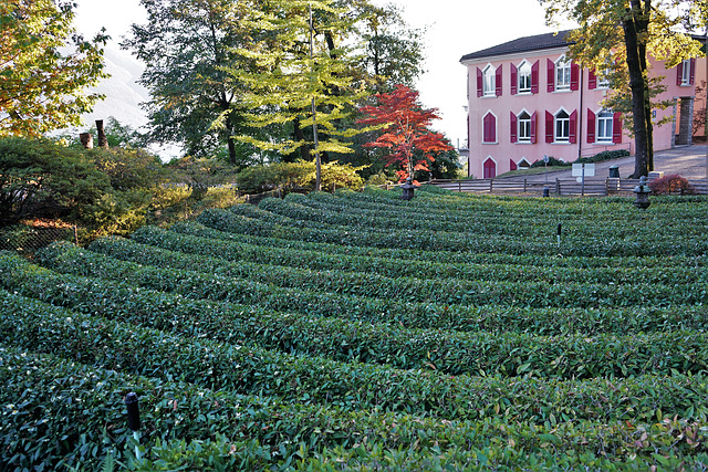 Locarno, Monte Tamaro, Tee-Plantage, Tessin Okt 21