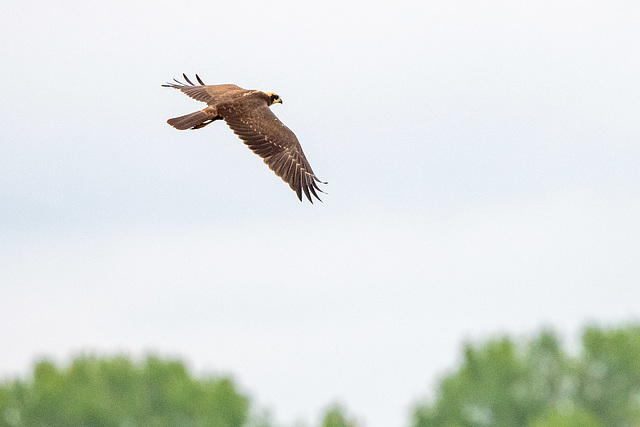 Marsh harrier