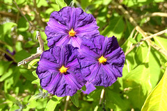 Solanum, l'arbre à Gentiane !