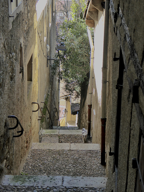 Alley cat