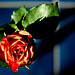 Rose 12/50 : nice and rough