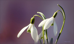 Suddenly I saw this Snowdrops back in my file. They are too Sweet to remain there until next year...