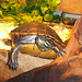 084 Siesta im Terrarium