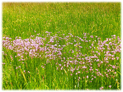 English Summer Meadow