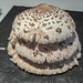 Macrolepiota, Parasol Mushrooms,