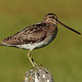 Wilson's Snipe - from the archives