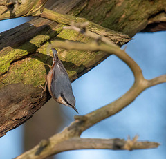 Nuthatch