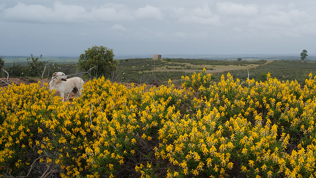 Genista hirsuta, Penedos, Alentejo