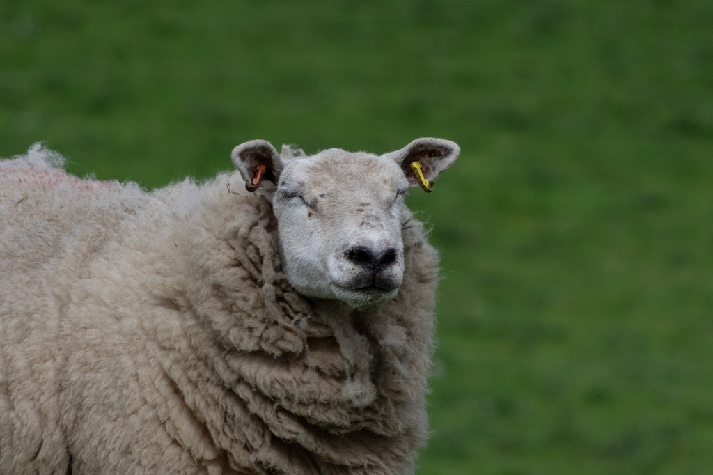 Mum has been up all night with her lambs