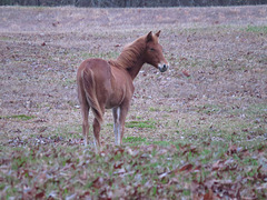 Escaped filly
