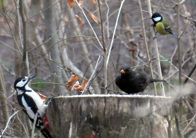 Buntspecht, Amsel und Kohlmeise