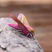 Elephant hawk moth