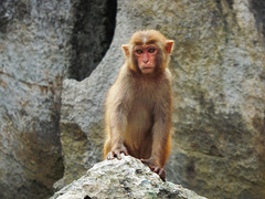 A Rhesus macacque monkey