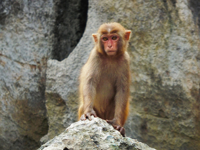 A Rhesus macacque monkey