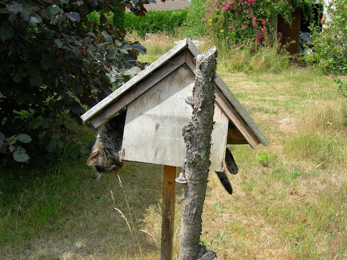 Mésange à longue queue dans sa mangeoire.