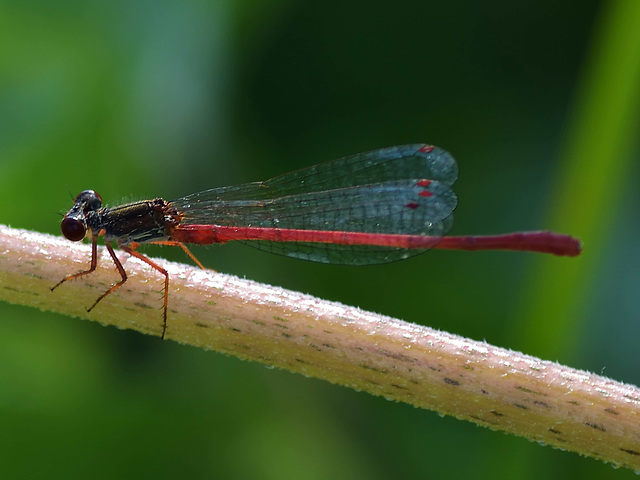 Small Red Damsel m (Ceriagrion tenellum) DSB 1373