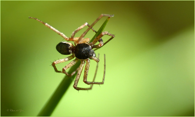 Spiders are not as creepy as they look like :-)