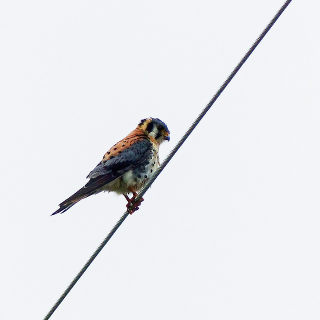 American Kestrel - just for the record