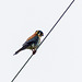 American Kestrel - just for the record