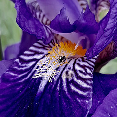 Flower heart and ant.