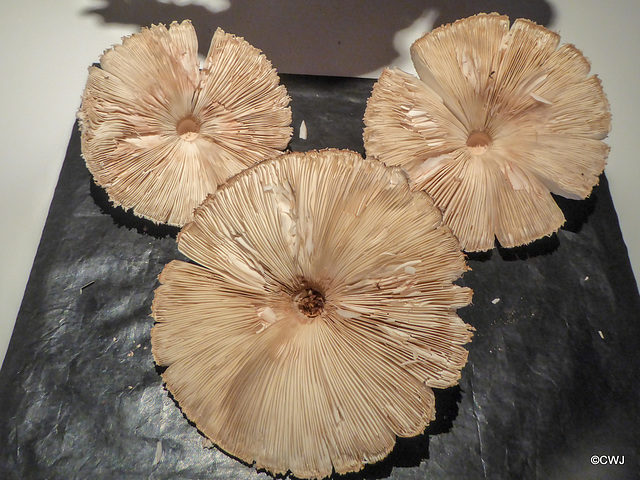 Macrolepiota, Parasol Mushrooms,