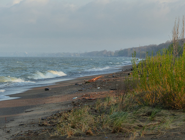 Day 4, west coast of Pt Pelee, Ontario