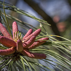 Pictures for Pam, Day 179: Pine Flowers