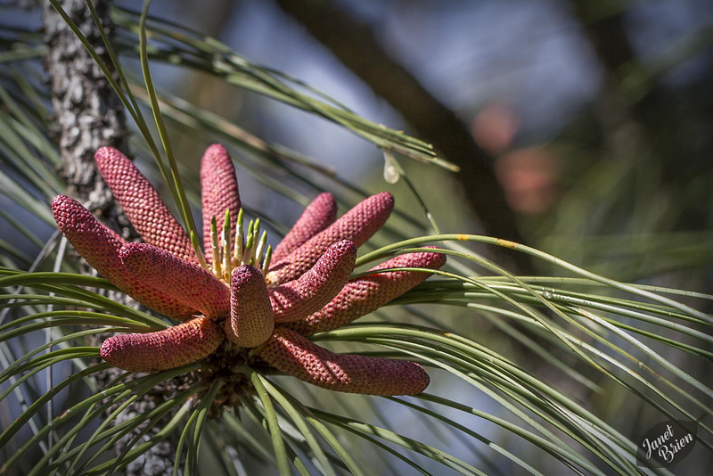 Pictures for Pam, Day 179: Pine Flowers