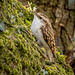 Tree creeper3