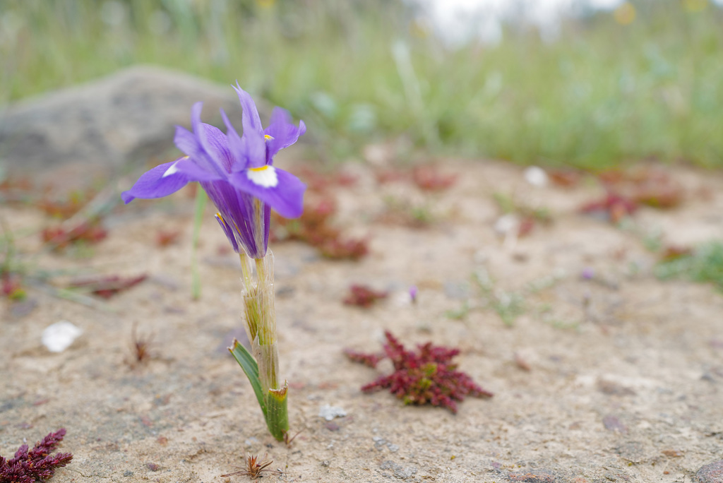 Gynandriris sysirinchium, Pé de burro