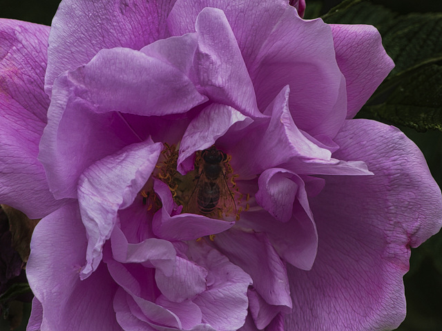 Mit Besucher Mit Besucher