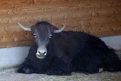 Junger Yak (Wilhelma)