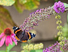 Red Admiral