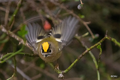 Goldcrest - the UK's smallest bird