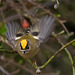 Goldcrest - the UK's smallest bird