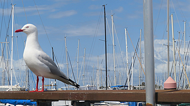 Seagull wanted our lunch ,but he got none  lol