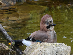 Geai des chênes au bain