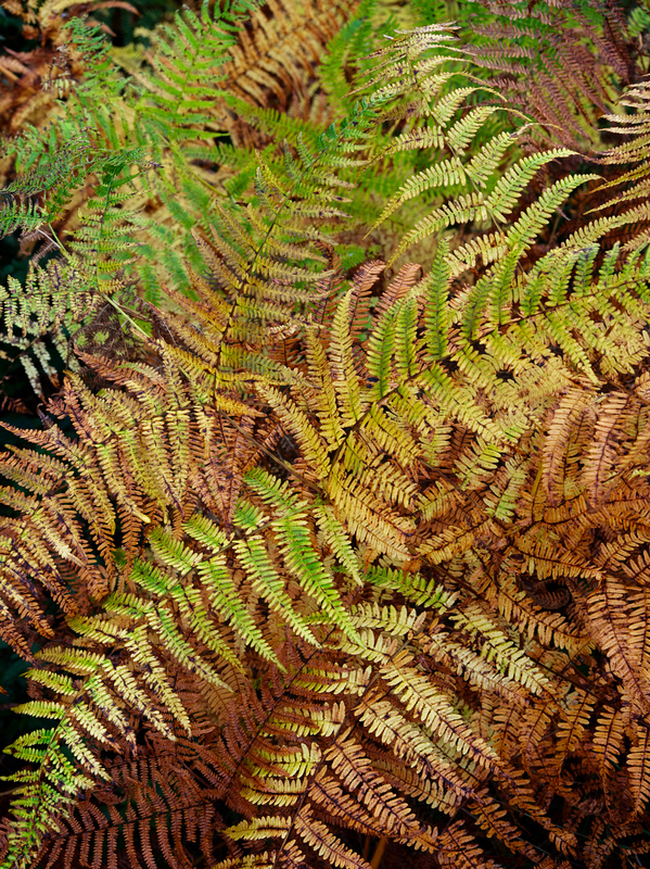 Herbstfarn