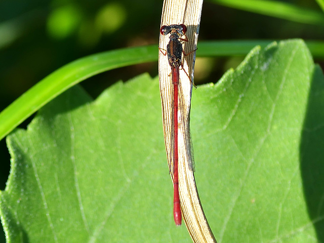 Small Red Damsel m (Ceriagrion tenellum) DSB 1369