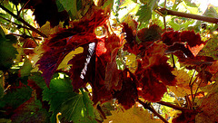 L'automne des vignes en Charente.