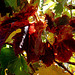 L'automne des vignes en Charente.