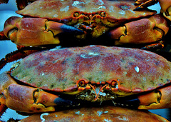 Fish Stall. Grainger Market. Newcastle