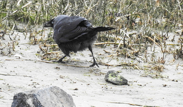 20180404 3547CPw [D~AUR] Dohle (Corvus monedula), Norderney