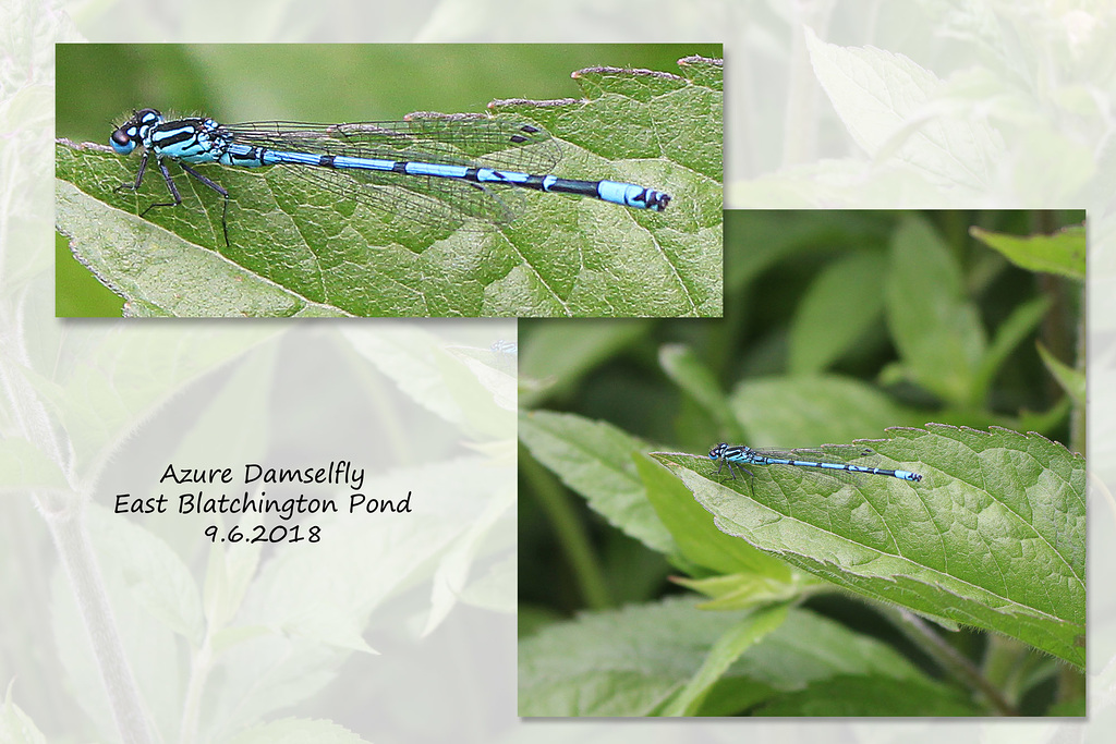 Azure Damselfly E Blatchington 9 6 2018