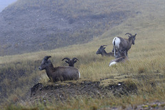 Bighorn Sheep