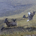 Bighorn Sheep