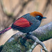Tropical bird.3jpg